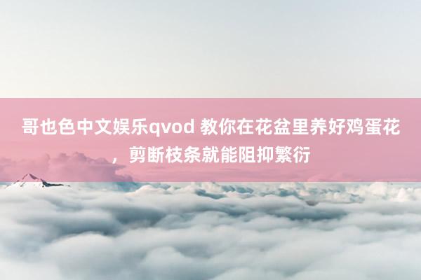 哥也色中文娱乐qvod 教你在花盆里养好鸡蛋花，剪断枝条就能阻抑繁衍